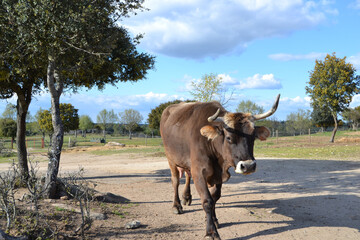 NATURALEZA ANIMAL VIVE ZAMORA