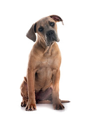 Obraz premium puppy cane corso