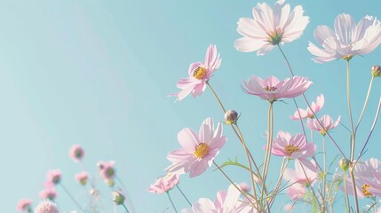 light blue background with pink daisies, pastel color theme, copy space concept