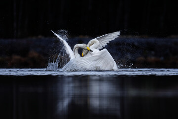 Two male whooper swans (Cygnus cygnus) fighting over territory in spring.	
