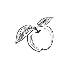 Hand drawn line art minimalist apple illustration. Abstract rough fruit drawings. Smoothie ingredients. Elegant hand drawn sketches for healthy food logos and branding. Fruit juice ingredients.