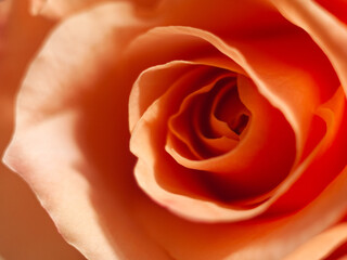 Partial close-up of orange-red rose