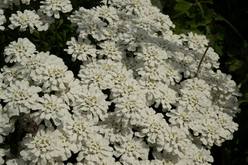 blume weiß garten