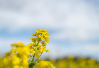 青空と菜の花
