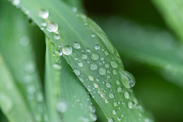 雨に濡れた葉っぱ