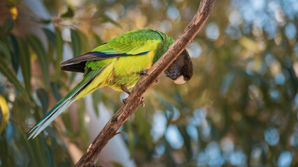 An Australian Ringneck parrot looking downwards from the branch it is perched on.