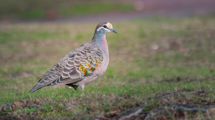 A Bronze-Wing Pigeon aware of being photographed while standing on grass.