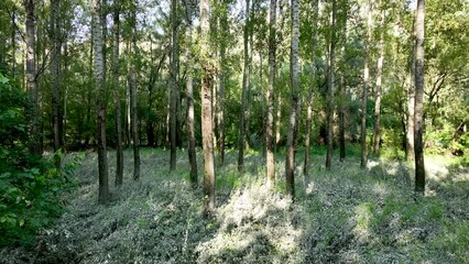 Tall birch tree forest in the Danube floodplain with grass after summer floods. Scenic peaceul view of lush forest in the sunshine during summer - Powered by Adobe