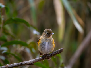 森の中で枯れ木に留まってエサを探しているルリビタキ