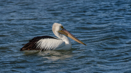 Fototapeta na wymiar An Australian Pelican swimming across a lake.