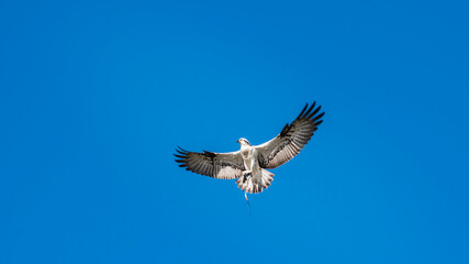 An Eastern Osprey in flight displaying a full-spread while carrying food back to its nest.