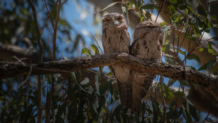 A couple of young Frogmouth birds close together perched on a branch
