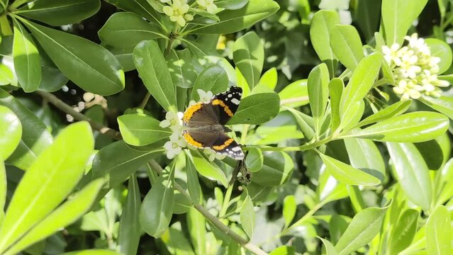 La farfalla in primavera