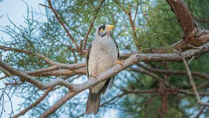 A Noisy Miner bird perched on a branch starring left.