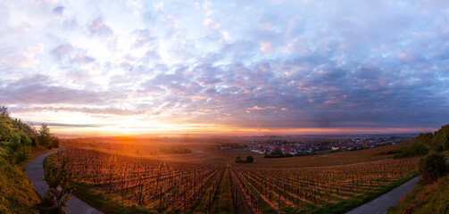 sunrise panorama over vinyards in the rhine valley