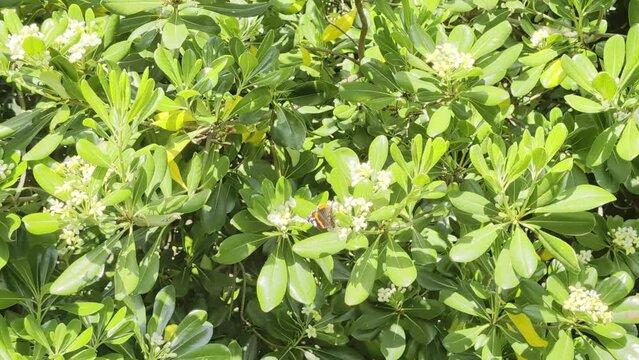 La farfalla in primavera