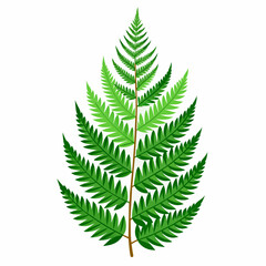 fern leaf, image