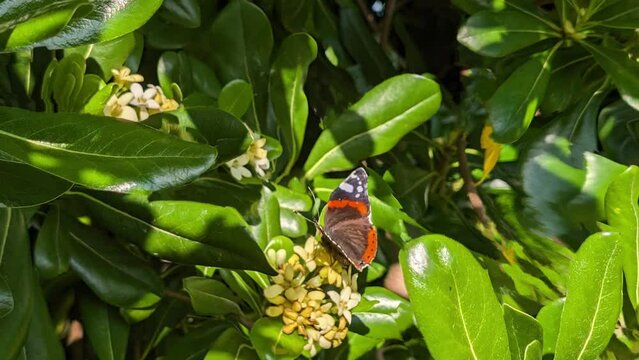 La farfalla sul pitosforo in primavera
