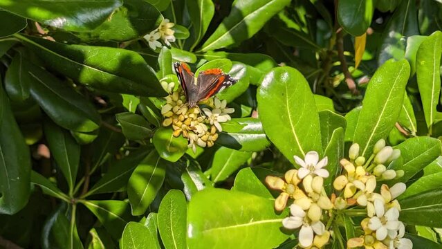 La farfalla sul pitosforo in primavera