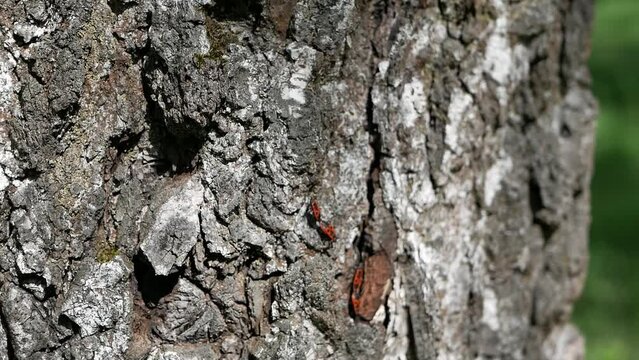 beauty in nature. on a sunny day, firebugs and ants crawl on the tree. sun glare on the shore. natural background with wildlife.