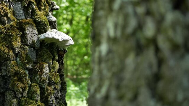wildlife in forest. tinder mushrooms grow on a tree covered with green juicy moss. some white tinder fungus on a tree in a green park on a sunny clear day. the sun's rays shimmer on the trunk of tree.