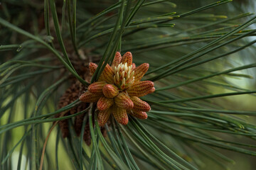 pollen Pine cone