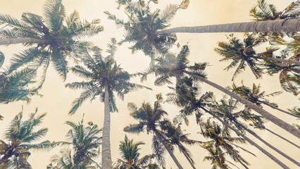 Tropical Palm Canopy as Nature banner, Coconut Palm trees view from below with soft sky background, aesthetic nature atmospheric landscape, faded colors, warm sunlight at  golden hour