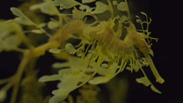 Closeup on leafy sea dragon swim in aquarium. Funny fish or sea animal in oceanarium. Underwater world concept.