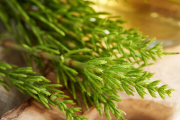 Fresh horsetail twigs on a table, closeup