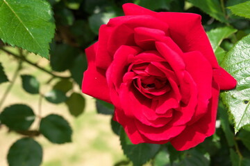 大輪の赤いバラ、シンパシーのクローズアップ、河津パガテル公園のバラ園。