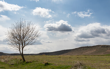 A tree in the countryside on the cloudy day at the beginning of the spring for the purpose of web...
