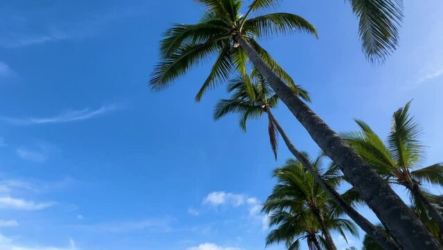 The majestic trunks of the palm trees of the tropical island reaching towards the sky and the peaceful dance of the palm tree leaves with the wind