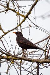 The common blackbird, also knowns as Turdus merula is perched on a tree branch, black, spring, close up, horizontal