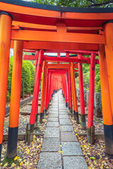 Nezu Shrine in Autumn
