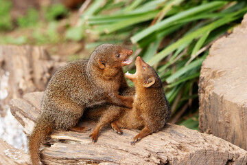 a pair of Dwarf mongoose (Helogale parvula)  isolated on a natural  background