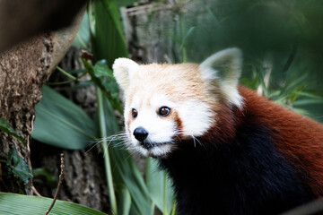 a Red Panda (Ailurus fulgens) standing in a tree with a natural green background