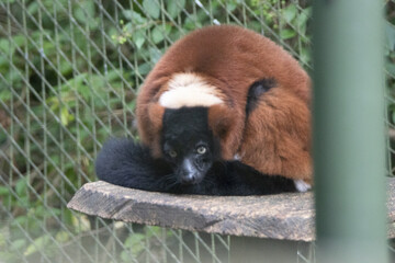Fototapeta premium a Red ruffed lemur (Varecia rubra) resting