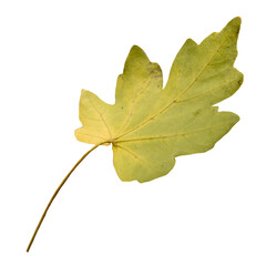 Real leaf on transparent background