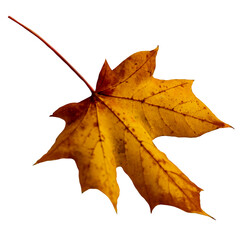 Real leaf on transparent background