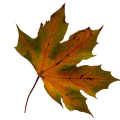 Real leaf on transparent background