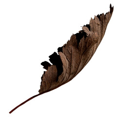 Real leaf on transparent background