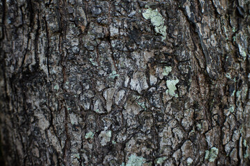 texture of the bark of a large old tree
