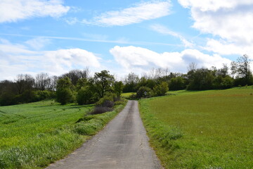 narrow dirt road in springtime