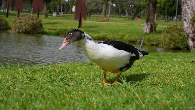 4K close up of Muscovy ducks (Cairina moschata) walking near a lake and eating grass around the national park in Ramat Gan, Israel. The domestic subspecies, Cairina moschata domestica. pato criollo. 