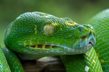 Very closeup side view head of Green Tree Python (Morelia viridis), also known as the Emerald Green...