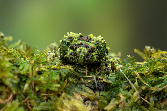Vietnamese Mossy Frog (Theloderma corticale) or Tonkin Bug-eyed Frog is camouflaged on mossy wood.