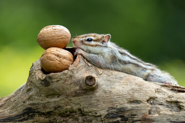The Chipmunk (Tamias) and walnuts.