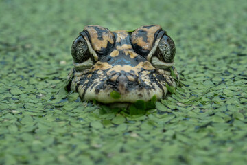 Closeup head of Chinese Alligator (Alligator sinensis) also known as the Yangtze Alligator. The...