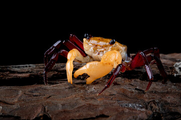 Lepidothelphusa menneri (Three-colored Crab) has a very distinctive tri-coloured pattern. The Crab is reported from Indonesian Borneo for the first time in January 2024 (new species).