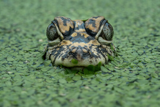 Closeup head of Chinese Alligator (Alligator sinensis) also known as the Yangtze Alligator. The species is a crocodilian endemic to China.